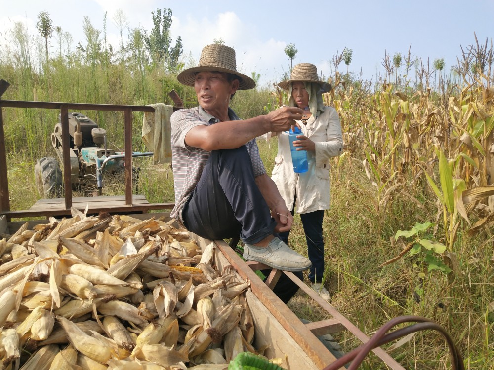 农村夫妇种植8亩玉米收获不足一千斤,农民惆怅的低头抽烟解愁