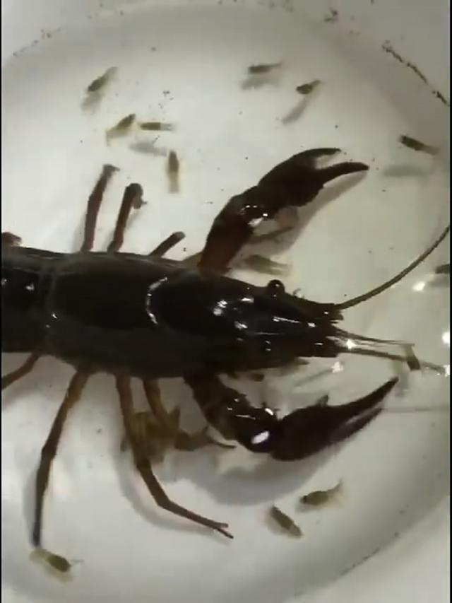 不过让人感觉到奇怪的是,难道这是朋友捉到的这只小龙虾刚生下来的吗?