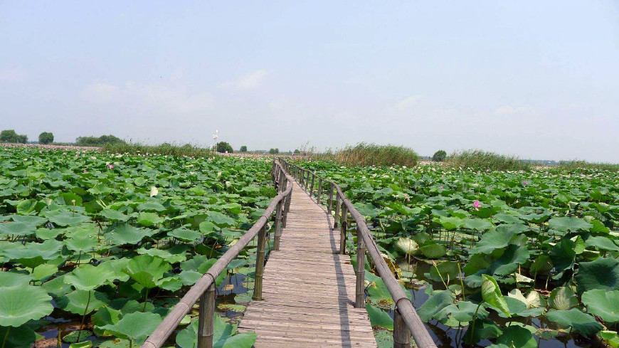 县级市,洪湖,湖泊