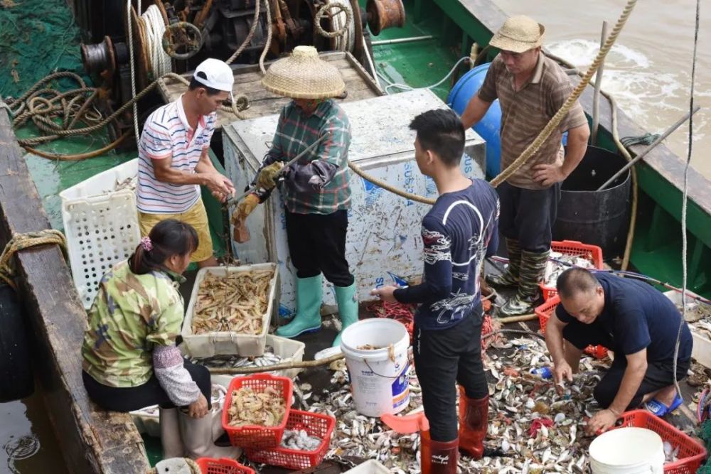 热闹开渔满载而归 新鲜渔获一抢而空