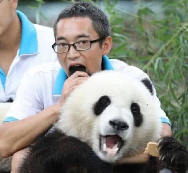 熊猫撒娇抱大腿,被饲养员