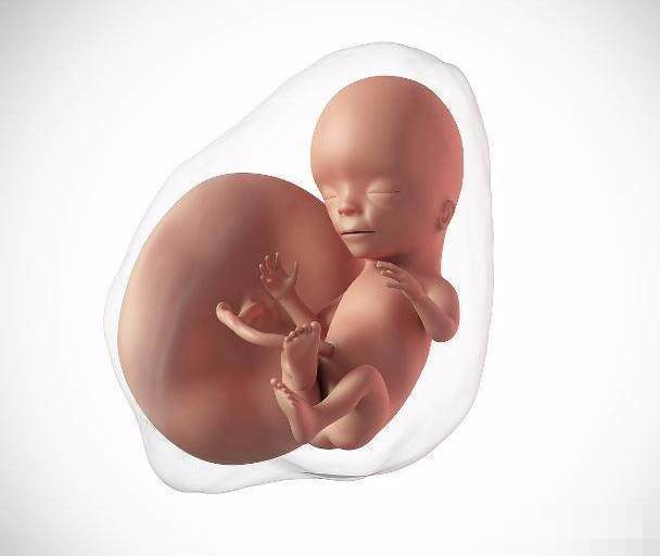 怀孕7-8个月,胎儿可能易出现"缺氧"的情况,孕妈不要大意了
