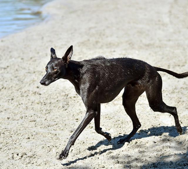 每个地区的细犬都大不相同,格力犬和细犬有哪些区别,你知道吗?