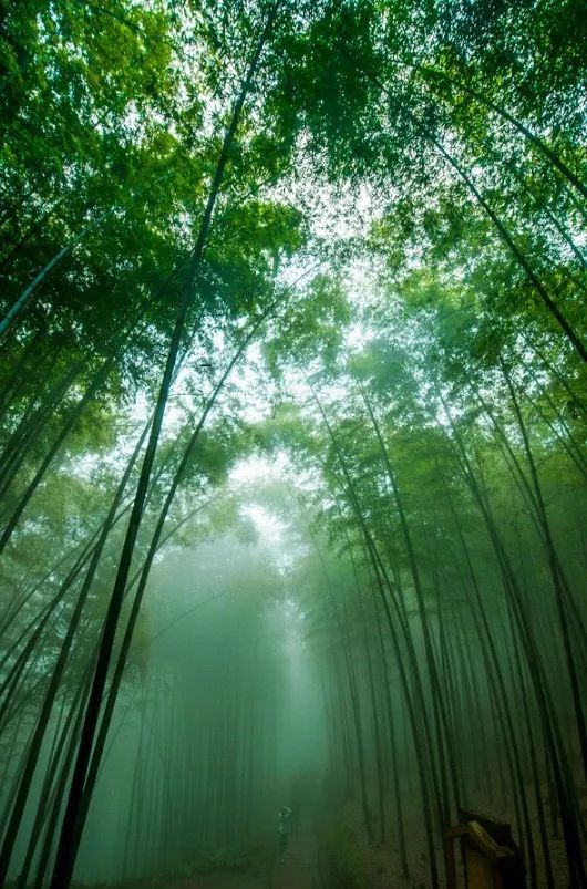 雾起之时的竹林又是另一种景象,仿佛陇上一层薄纱,缥缈然如隐世仙境.