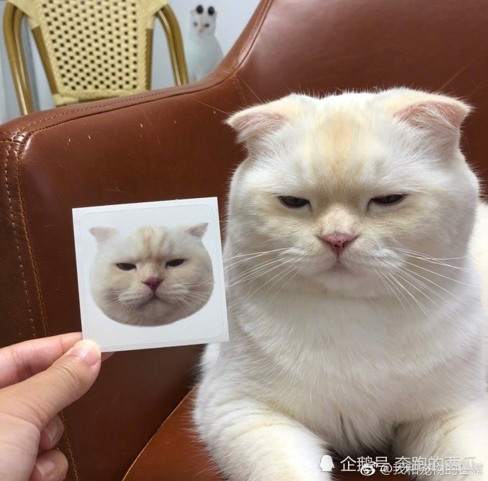 韩国有一位网友家的猫就是特别的可爱,但是总是一个无奈的表情,不管