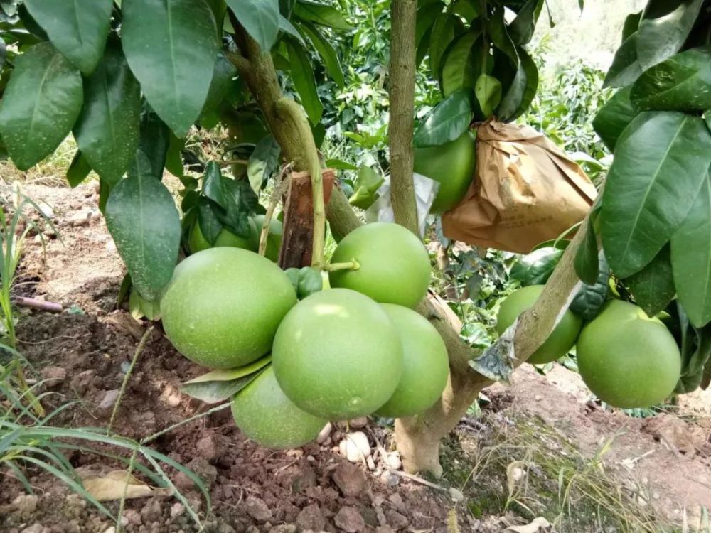 错季上市 地头价15 20元 斤 这个柚子新品种将重塑柚业格局 看点快报