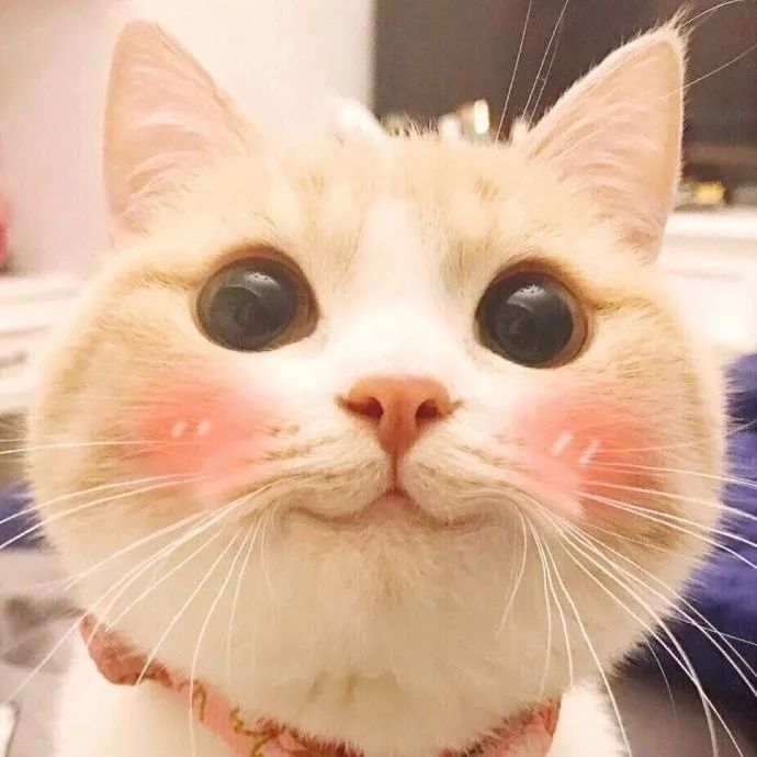 好看的猫咪头像