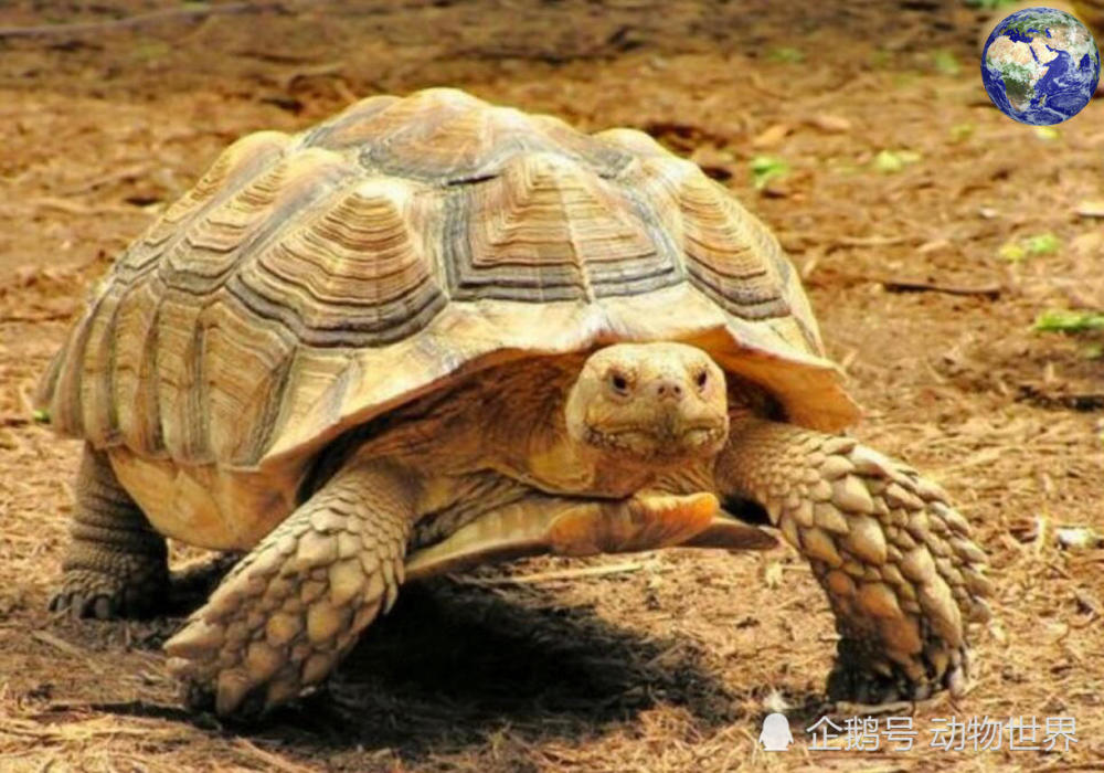 苏卡达象龟——除了霸气以外我想不到别的词可以形容它