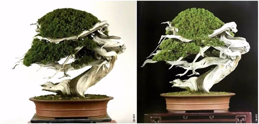 剪定 整姿 近藤晓生 看点快报