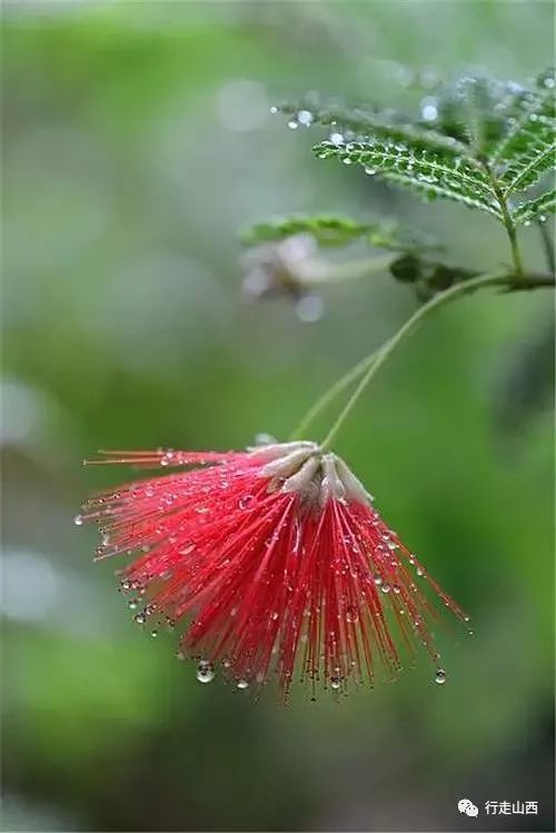 娇艳欲滴,雨中的花朵美到爆