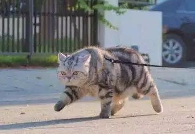 带猫咪出门遛弯 这货霸气侧漏的猫步吓坏路人:额头上的王字不是盖的