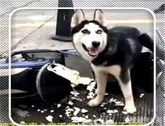 主人急上厕所,叫二哈看管好电动车,出来后看到