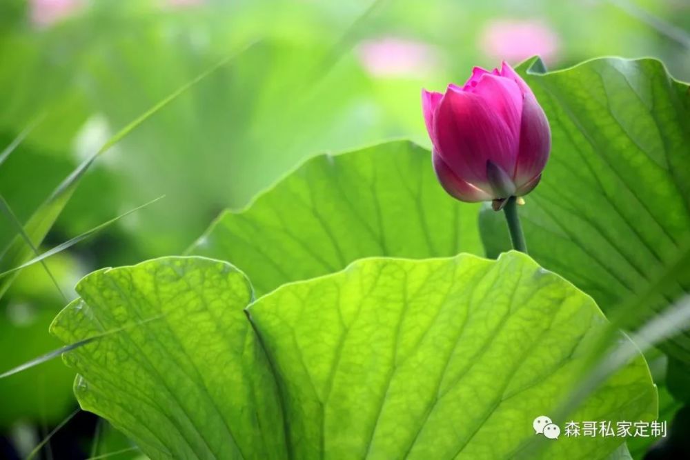 美女旅行家,带你看荷花