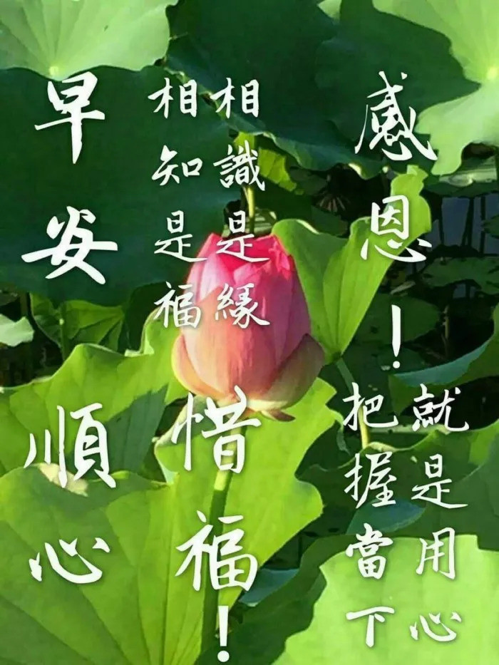 带字的早安问候语图片 经典早安鲜花祝福图片