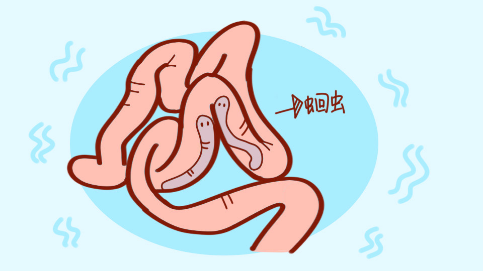 宝宝肚子痛?父母不要轻敌,蛔虫的可怕是你无法知晓!