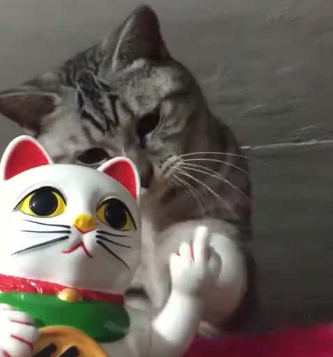 见到招财猫竖中指 猫咪的反应亮了:谁给你侮辱我的