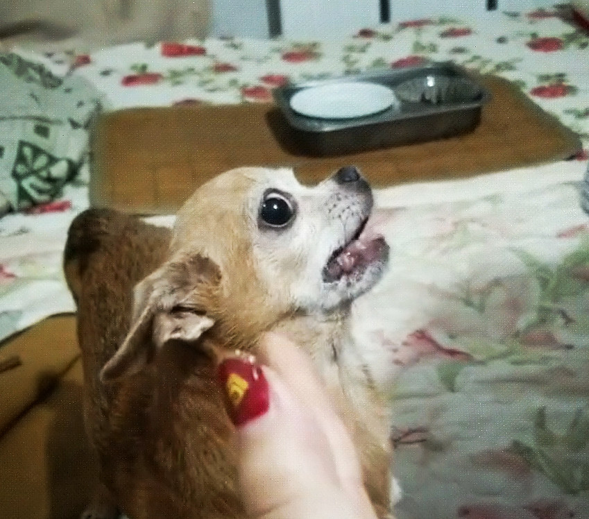 狗狗被手枪吓的目瞪口呆,以为是个戏精,没想到全是套路