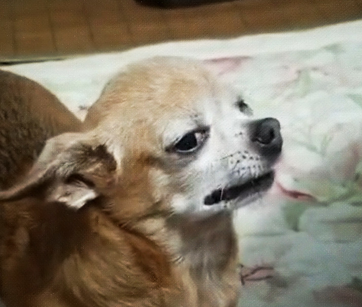 狗狗被手枪吓的目瞪口呆,以为是个戏精,没想到全是套路