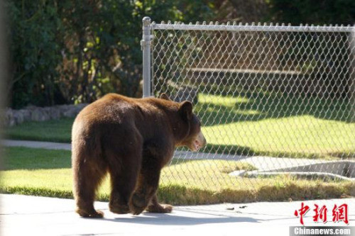 日本群马野生动物园1名工作人员遭黑熊袭击身亡