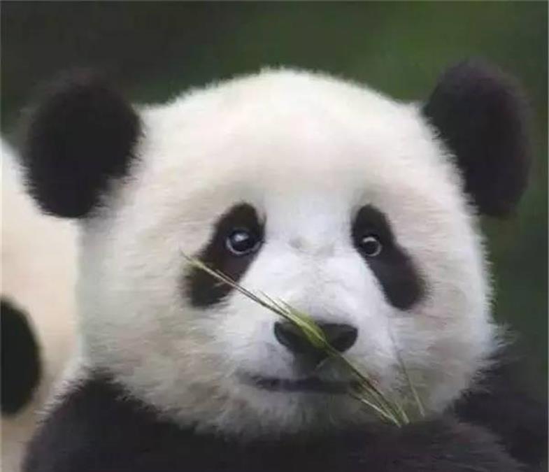 外表呆萌可爱的大熊猫,有着怎样的脾气?网友:戴墨镜的