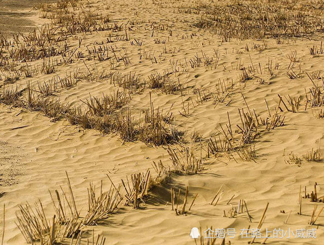 中国为把沙漠变绿洲,建设逆天工程治理沙漠,却