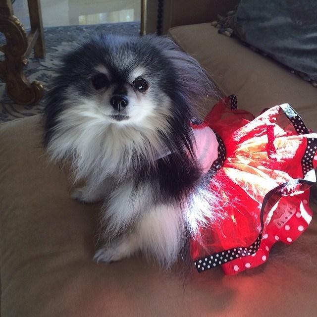 NBA头号败家老婆:美金扎花环 宠物都能气死人