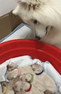 萨摩耶第一次看见崽崽们半步也不想走了,