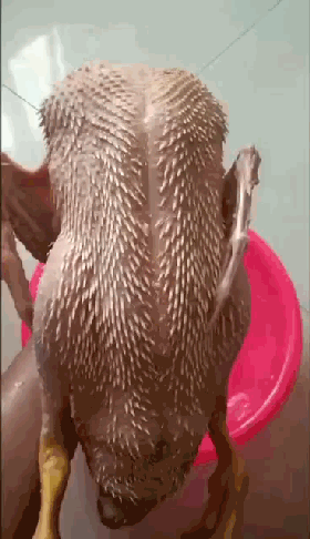 没有一只鸭子能活着飞出北海!