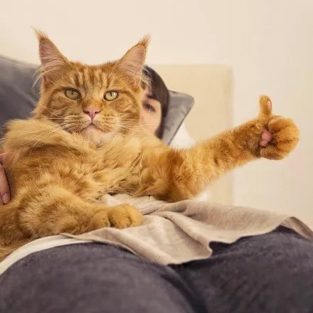 沙雕群组头像:猫咪竖大拇指,跟你的朋友们换头像吧