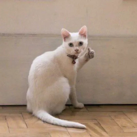 沙雕群组头像:猫咪竖大拇指,跟你的朋友们换头像吧