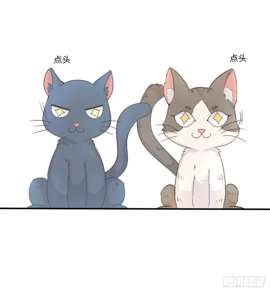 两人两猫的共同生活开启了共同的逗比模式.