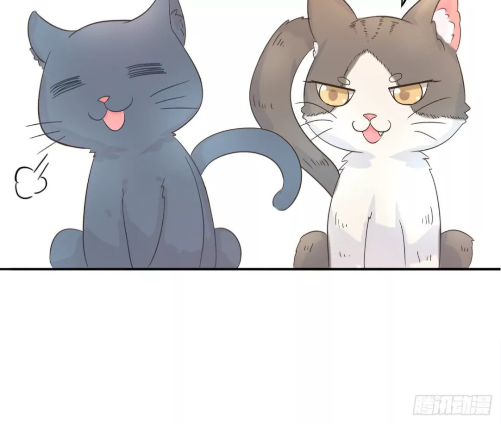 两人两猫的共同生活开启了共同的逗比模式.