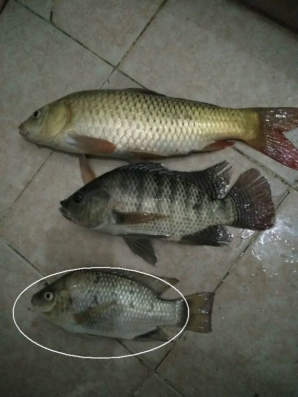 罗非鱼,鲫鱼,海钓,鲷鱼,放生