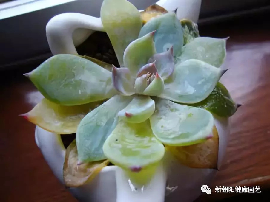 多肉叶子生病的五种情况 再不检查就晚了 看点快报