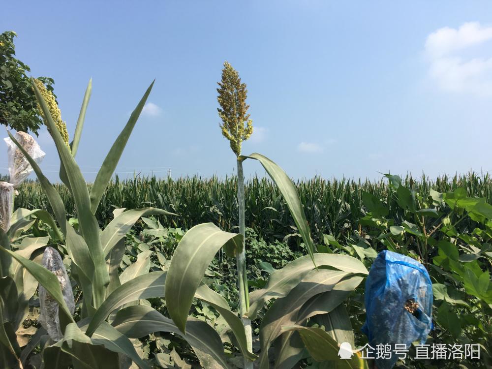 河南农村的这种农作物不常见,农民为保颗粒丰收棵棵戴