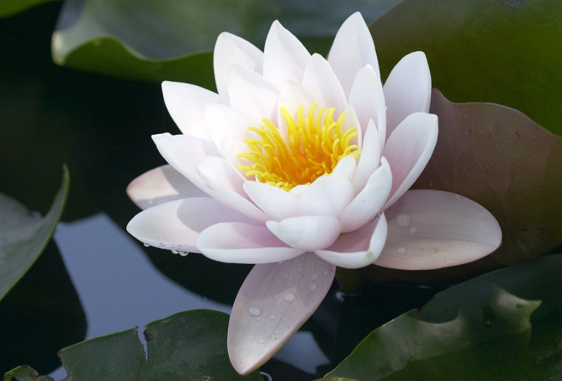 一花一世界,"佛教"的4种圣花,养好可保家人"平安,健康