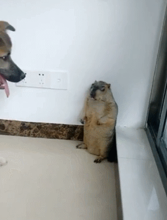 在汪星人面前耀武扬威被按翻在地,土拨鼠吓得直摆手:大哥我错了