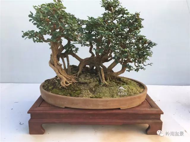 盆景奇葩——海南博兰