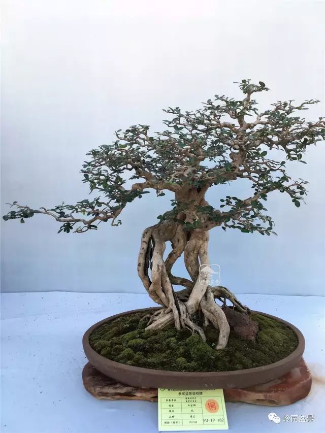 ——《树木盆景篇》,拍摄撰文:大熊 博兰,学名海南留萼木,b