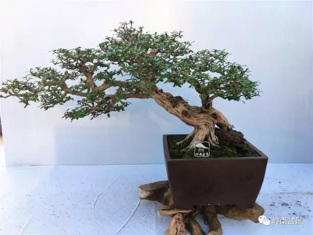 ——《树木盆景篇》,拍摄撰文:大熊 博兰,学名海南留萼木,b