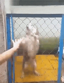 每日有趣gif图#吃了狗狗外形的蛋糕后,家里的狗子吓坏了