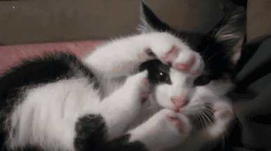 内涵段子gif:一只蠢萌蠢萌的阿喵!