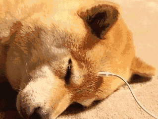 拍下的动物照片制作成二次元表情包和gif格式(也就是动图)的狗狗们