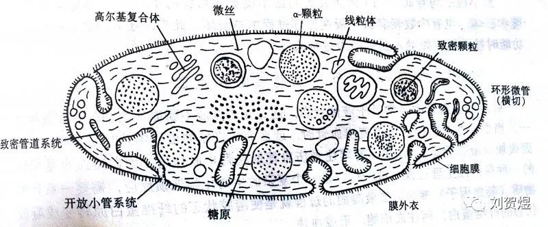 血小板表情包 了解一下