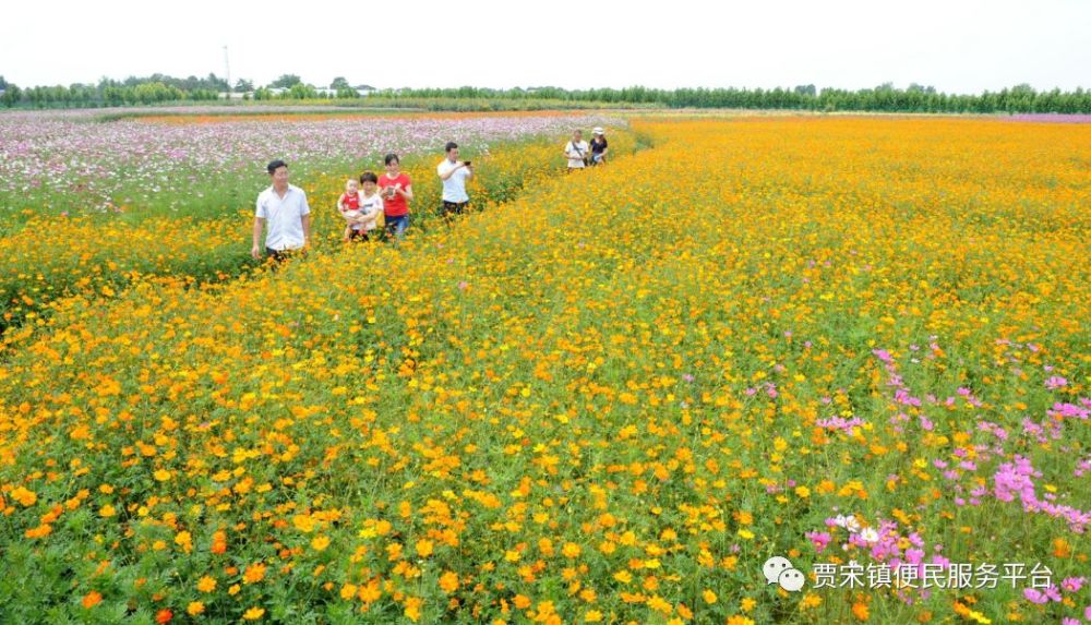 河北要建100个旅游特色小镇,贾宋镇-南和县农业嘉年华