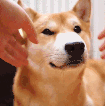 少不了柴犬的 表情包吧