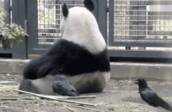 内涵段子gif:别跑,这次换我给你洗澡了