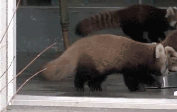 内涵段子gif:作为一名铁粉,应该做到的是设身处地的为