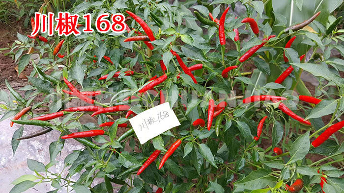 川椒解说:种什么辣椒最赚钱