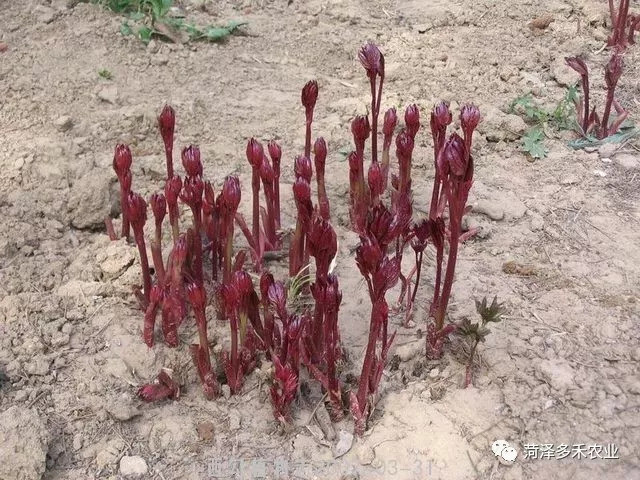 芍药根怎么种可以过冬来年发芽?